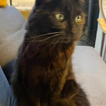 Проживание в семье Perfect Location In Вотафорд